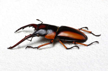 Stag beetle isolated on white backgroundの写真素材