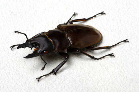 Stag beetle isolated on white backgroundの写真素材