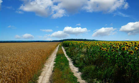 road in field and blue sky with cloudsの写真素材