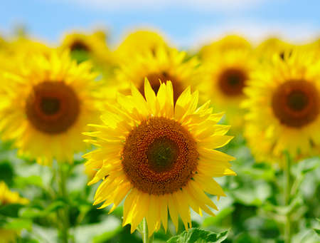 field of blooming sunflowers on a background of blue skyの写真素材