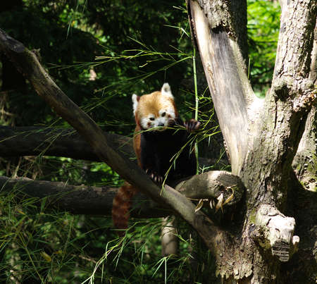Little red panda resting in a tree 