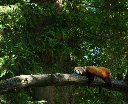 Little red panda resting in a tree 