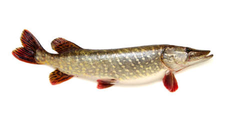  Pike isolated on white backgroundの写真素材