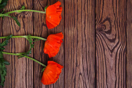 Red poppy on wood backgroundの写真素材