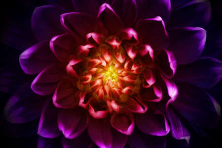 Abstract flower and beautiful petalsの写真素材