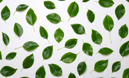 Green leaves isolated on white background.の写真素材