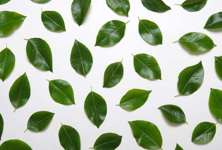 Green leaves isolated on white background.