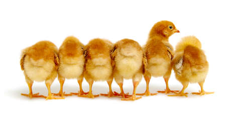 Chicks isolated on white backgroundの写真素材