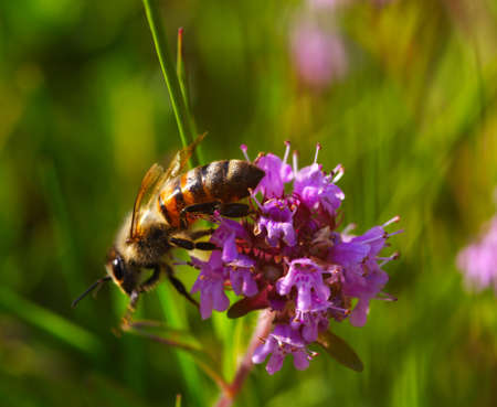Bee on the  flower on green background