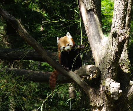 Little red panda resting in a tree 