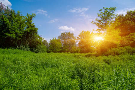 Trees in a green field in springの写真素材