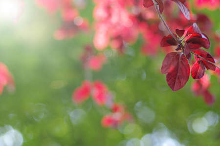 Red leaves and sun in springの写真素材