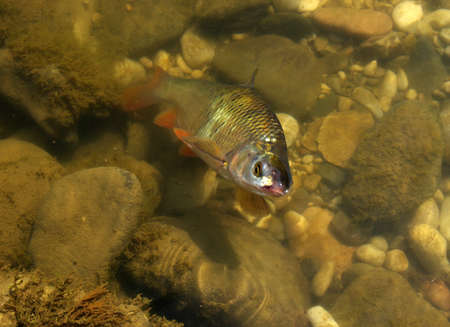 fish in the river water