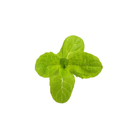 Fresh raw mint leaves isolated on white background