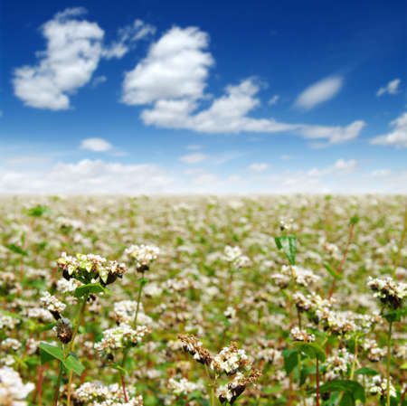buckwheat field on blue sky backgroundの写真素材