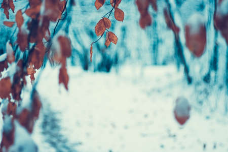 yellow autumn leaves in winter forestの写真素材