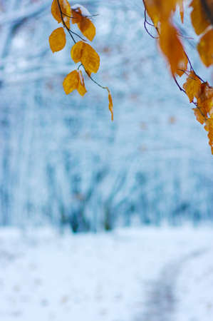 yellow autumn leaves in winter forestの写真素材