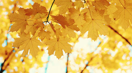  Autumn leaves on blurred nature background. Shallow focus. Fall bokeh.