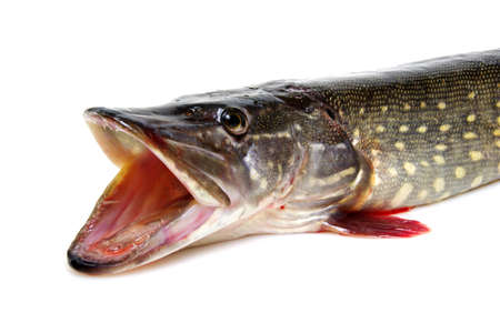 Pike isolated on white backgroundの写真素材