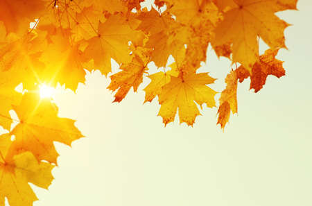 Autumn leaves on blurred nature background. Shallow focus. Fall bokeh.