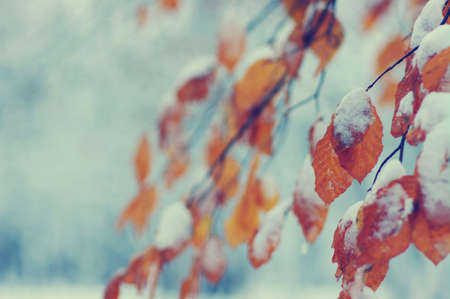yellow autumn leaves in winter forest