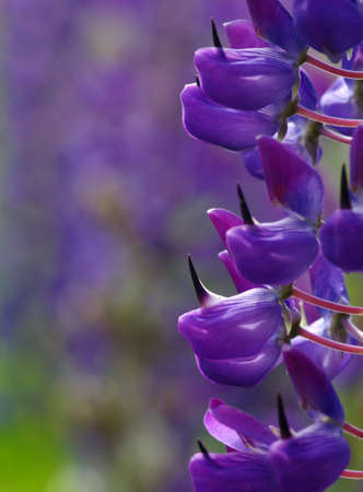 flower on a green backgroundの写真素材