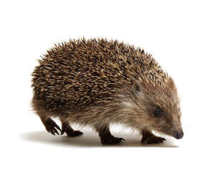 Hedgehog  isolated on white backgroundの写真素材