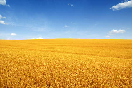wheat field and white clouds