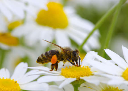 A close up of a bee with her pollen basket fullの写真素材