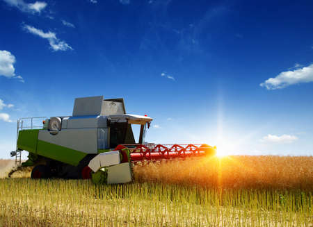 Harvester harvests. Combine working in field.の写真素材