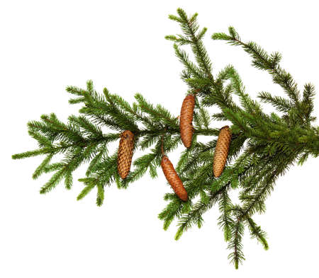 Fir tree branch isolated on white background