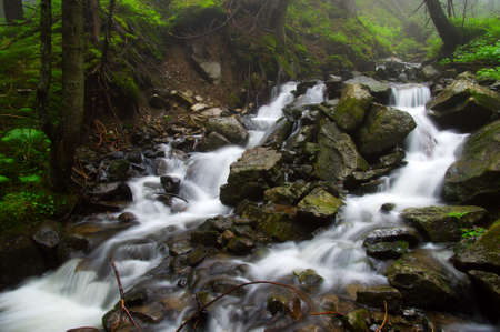 River in the woods and trees in the fog