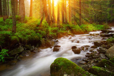 River in the woods and trees in the fogの写真素材