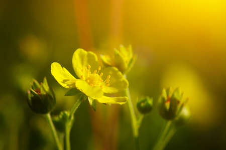 Spring flowers on sun. Nature backgroundの写真素材