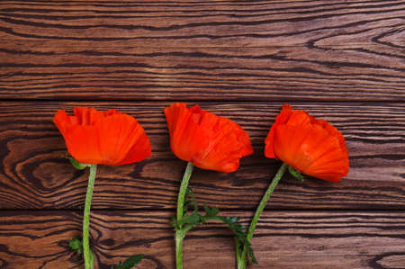 Red poppy on wood backgroundの写真素材