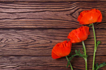 Red poppy on wood backgroundの写真素材