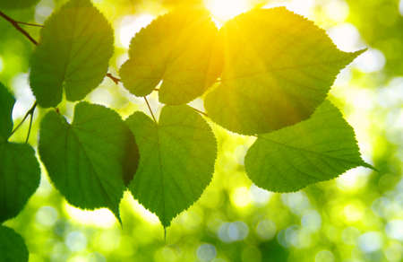 Green leaves and sun in spring.の写真素材