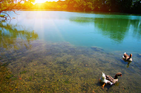 Lake water, shore and sun.の写真素材
