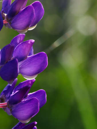 flower on a green backgroundの写真素材