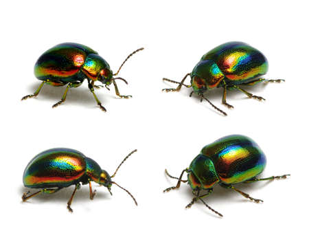 Green beetle isolated on white backgroundの写真素材