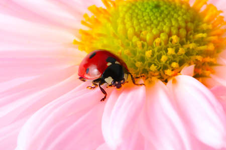 Ladybug sits on a flowerの写真素材