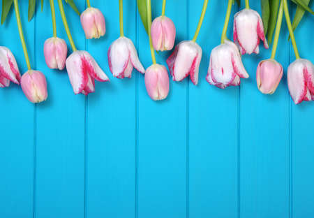 Tulips on a blue background with copyspaceの写真素材