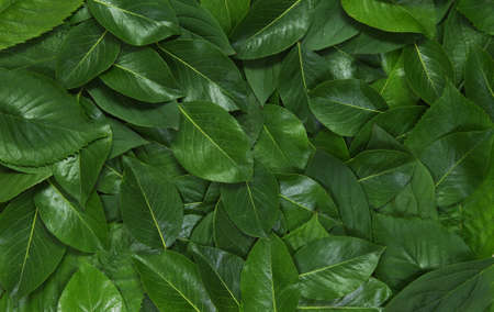 Green leaves background. Leaf texture. Nature conceptの写真素材