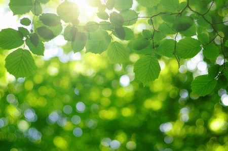 Green leaves and sun in spring.の写真素材
