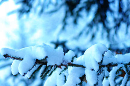 Spruce branches covered with snow in winterの写真素材