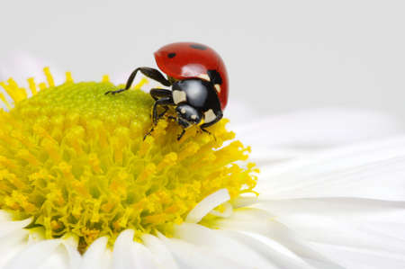 Ladybug sits on a flowerの写真素材