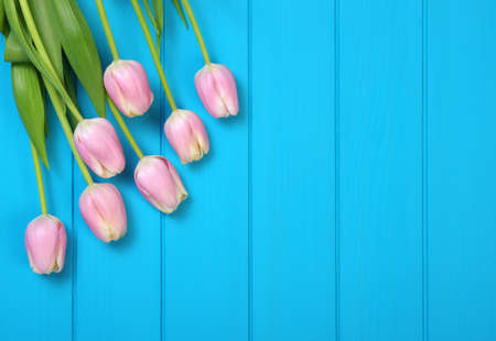 Tulips on a blue background with copyspaceの写真素材