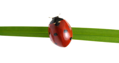 Ladybug on green grass isolated on white background