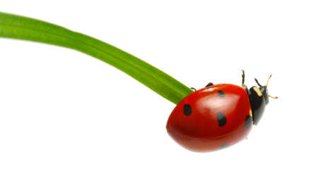 Ladybug on green grass isolated on white backgroundの写真素材