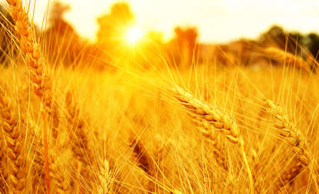 Wheat field on sun. Harvest and food concept